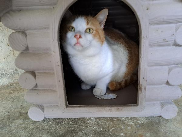 Kiwi, Una famiglia per un bel musetto Foto 2